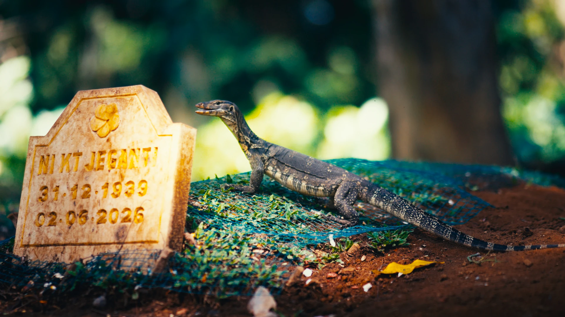 Varan sur une tombe, look final