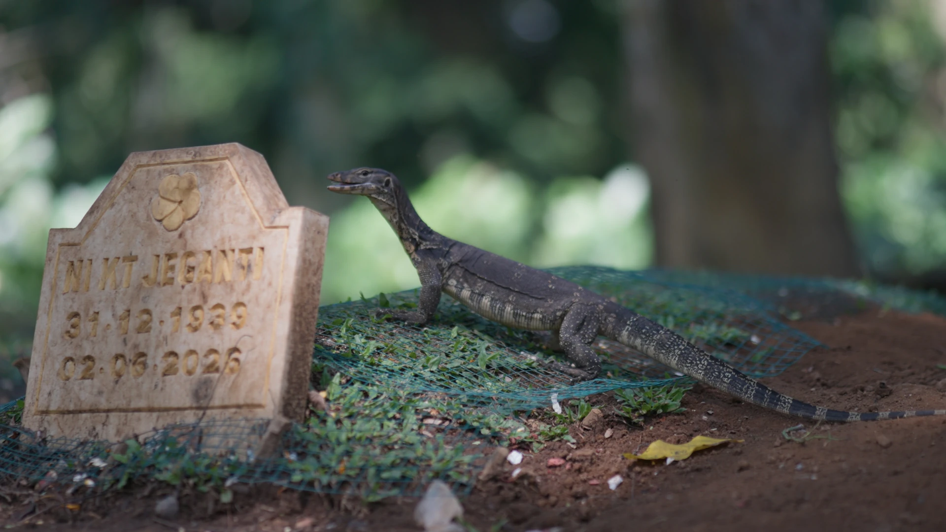 Varan sur une tombe, Rec. 709