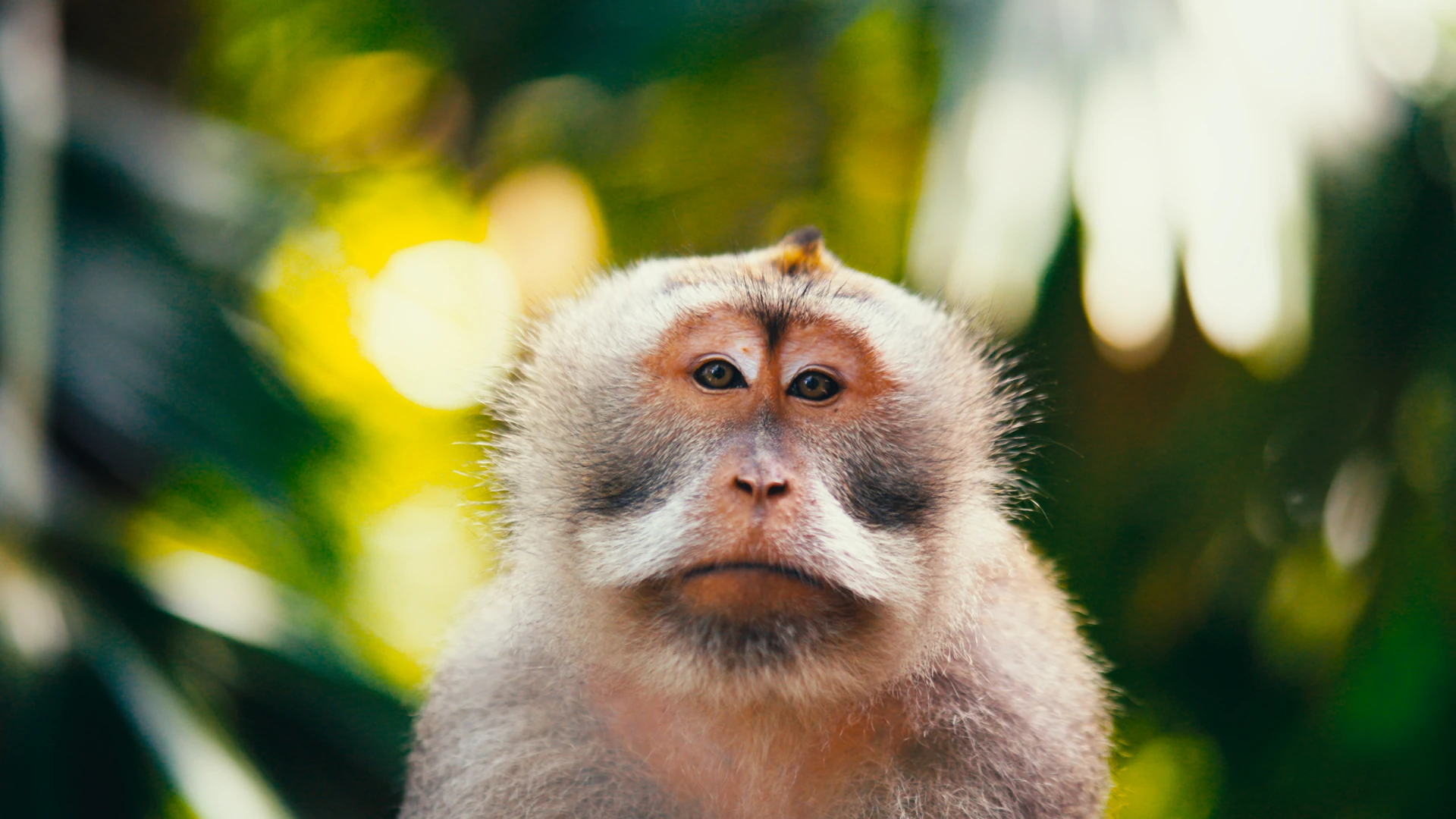 Macaque, look final