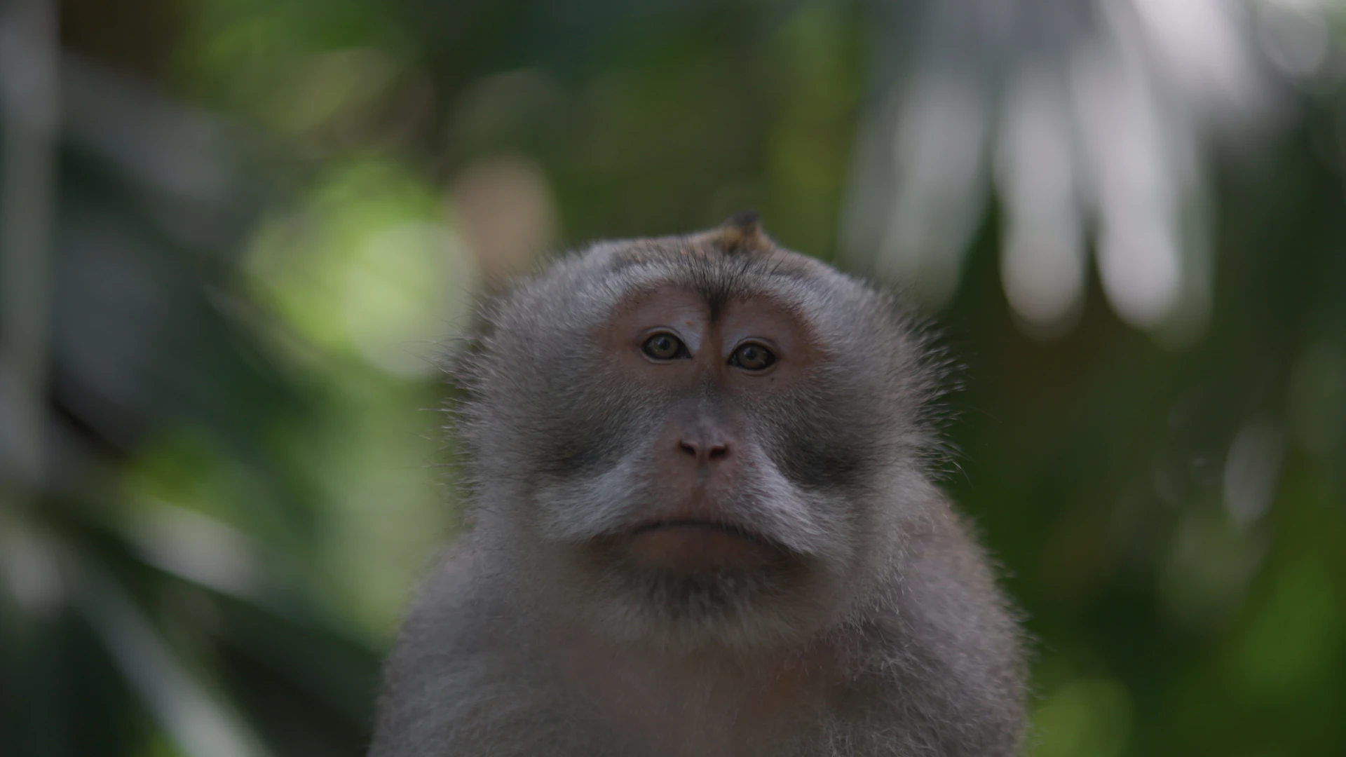 Macaque, Rec. 709