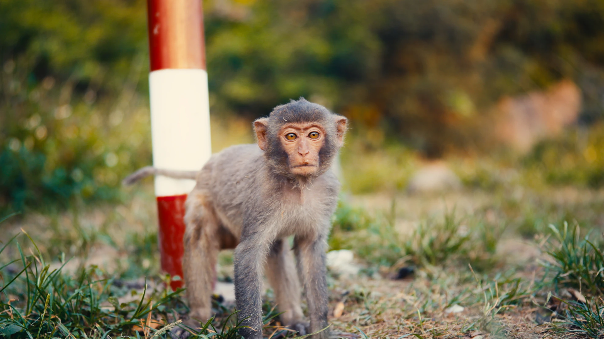 Jeune macaque près d'un poteau, final grade