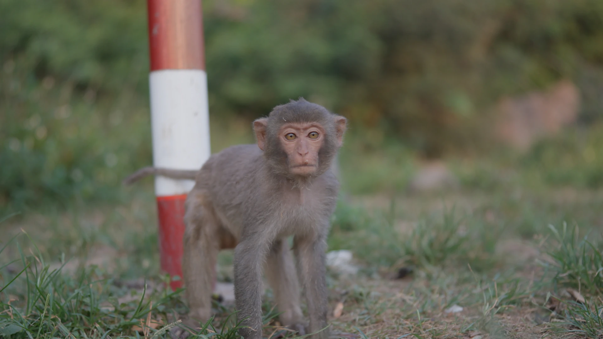 Jeune macaque près d'un poteau, Rec. 709